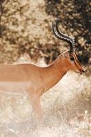 Impala portret, zuiden Afrika foto