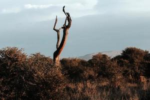 landschappen van zuidelijk Afrika foto