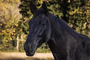 portret van mooi volwassen zwart paard buitenshuis foto