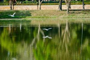 wit vogelstand en water foto