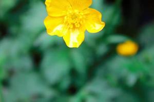 helder geel bloemen tegen groen vervagen achtergrond foto