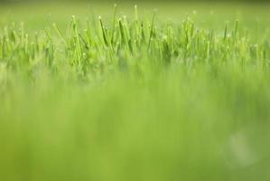 groen gras in zonsondergang licht, wazig achtergrond. plaats voor uw tekst foto