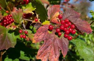 dichtbij omhoog van rood lijsterbes bessen. de bladeren van de struik hebben draaide zich om herfst. foto