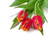 voorjaar boeket van rood tulpen geïsoleerd Aan wit achtergrond foto