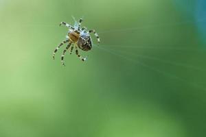 kruis spin in een spin web, op de loer voor prooi. wazig achtergrond foto