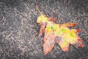 eik bladeren Aan de grond, mooi hoor herfst kleuren. foto