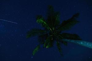 toneel- nacht lucht met een veel van sterren en palm boom foto