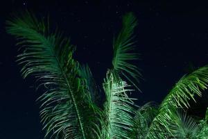 palm boom en toneel- nacht lucht met een sterren foto