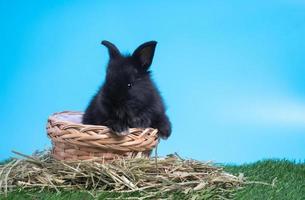 harig en pluizig schattig zwart konijn is zittend in de mand Aan groen gras en blauw achtergrond. concept van knaagdier huisdier en Pasen. foto