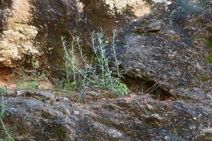groen planten en bloemen toenemen Aan rotsen en berg kliffen. foto