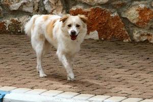 hond Aan een wandelen in de stad park. foto