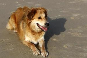 hond Aan een wandelen in de stad park. foto