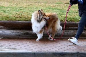 hond Aan een wandelen in de stad park. foto