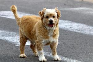 hond Aan een wandelen in de stad park. foto