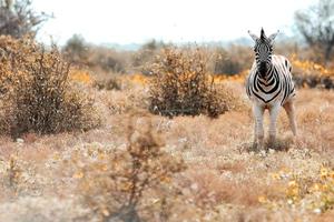 zuiden Afrikaanse zebra foto