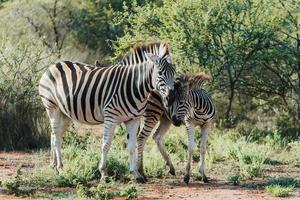 zuiden Afrikaanse zebra foto