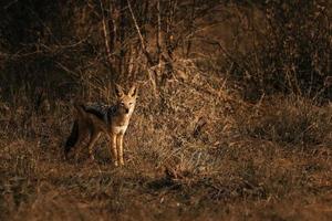 jakhals camouflage in de dik Afrikaanse struik foto