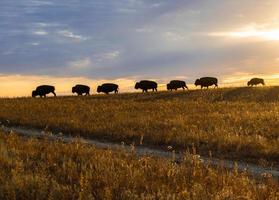 bruin bizon wandelen langs prairie nok Bij zonsondergang foto