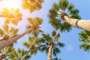 palm bomen Aan een blauw Doorzichtig lucht, hoek van de bodem omhoog. foto