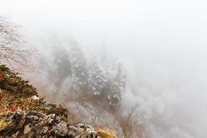 met sneeuw bedekt naald- Woud in dicht mist. top visie foto