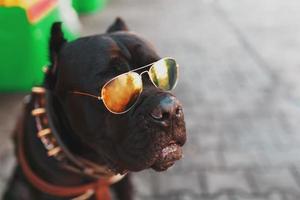 een koel en modieus hond in gouden bezaaid zonnebril. foto