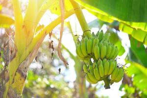 banaan fruit Aan banaan boom in de zomer, rauw banaan - groen banaan fruit foto