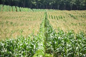 maïs maïskolf Aan maïs veld- in plantage landbouw Aziatisch - natuur van mooi ochtend- groen maïs veld- Aan de berg foto