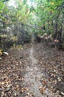 stroom in het bos foto