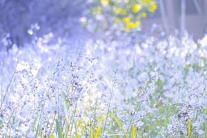 wazig, paarse bloem bloesem op veld. mooie groei en bloemen op weide die 's ochtends bloeien, selectieve focus natuur op bokeh achtergrond, vintage stijl foto