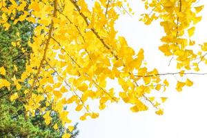 gele ginkgo biloba bladeren in de herfst op witte achtergrond foto