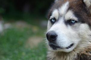 arctisch malamute met blauw ogen uiteinde van een loop portret dichtbij omhoog. deze is een redelijk groot hond inheems type foto