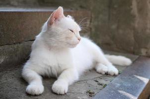wit kat leggen naar beneden en slaap Aan beton trap buitenshuis foto