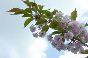 pastel roze kers sakura in Japan in bloeiende seizoen foto