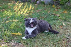 grijs kat gaapt Aan gras in dorp foto