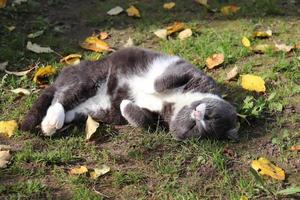 een grijs kat koestert zich in de zon Aan de gras en geel herfst bladeren foto