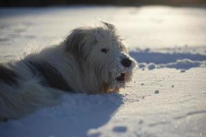 hond in de sneeuw. wandelen met huisdier. hond met wit haar in de winter in het park. foto