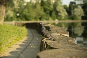 tuin in zomer. een duif zittend Aan oever. meer in park. foto