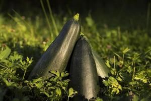 courgette groente. oogst in tuin. courgette rijp. natuurlijk voedsel. foto