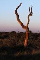 landschappen van zuidelijk Afrika foto