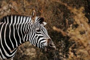 zuiden Afrikaanse zebra foto