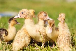 weinig eendjes zijn wandelen Aan groen gras, dichtbij omhoog foto