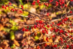 rood fruit van berberis Aan een Afdeling in de herfst tuin, detailopname. rijp berberis sibirica bessen zijn klaar voor oogst. foto