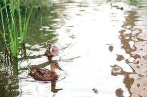 een horizontaal schot van schattig eenden zwemmen in een meer. wild eenden in natuur. foto