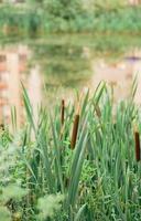 dichtbij omhoog van smalbladig cattail of zacht vlag fabriek. foto