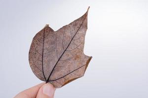 hand- Holding een droog herfst blad Aan een wit achtergrond foto