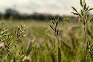 dichtbij omhoog wild gras concept foto