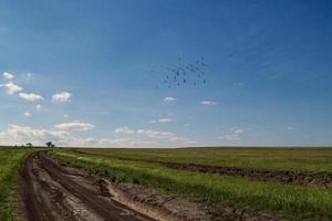 grasland en auto spoor landschap foto