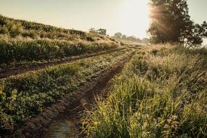 auto spoor in veld- landschap foto