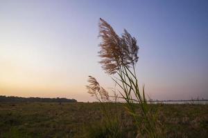 Kans gras of saccharum spontaneum bloemen veld- tegen de avond kleurrijk blauw lucht foto