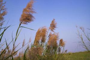 Kans gras of saccharum spontaneum bloemen veld- tegen de avond kleurrijk blauw lucht foto